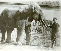 Zirkus-Elefant mit Trainer im neunzehnten Jahrhundert